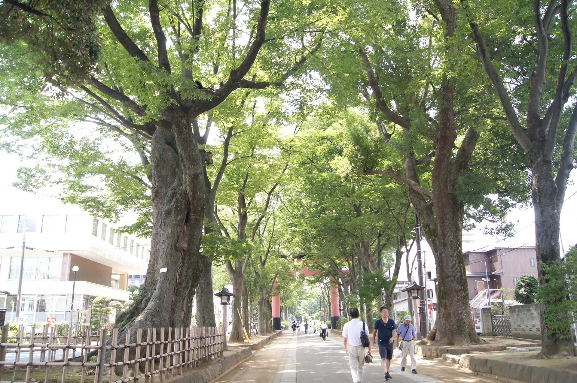 氷川参道の大鳥居
