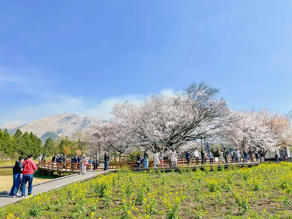 一心行（いっしんぎょう）の大桜