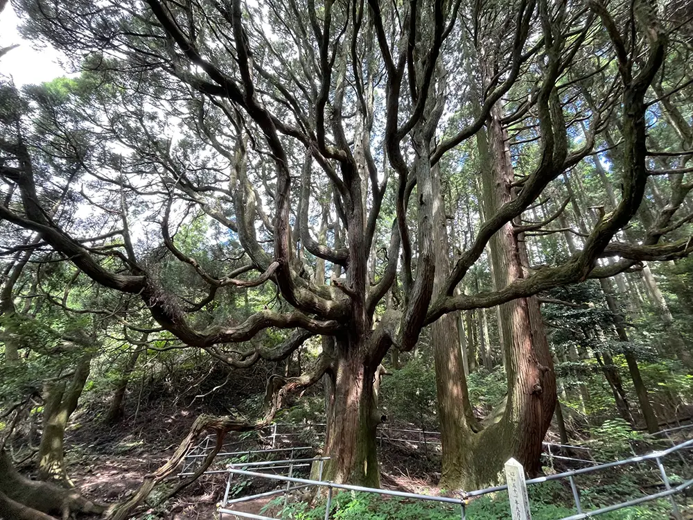 高森殿（たかもりどん）の杉