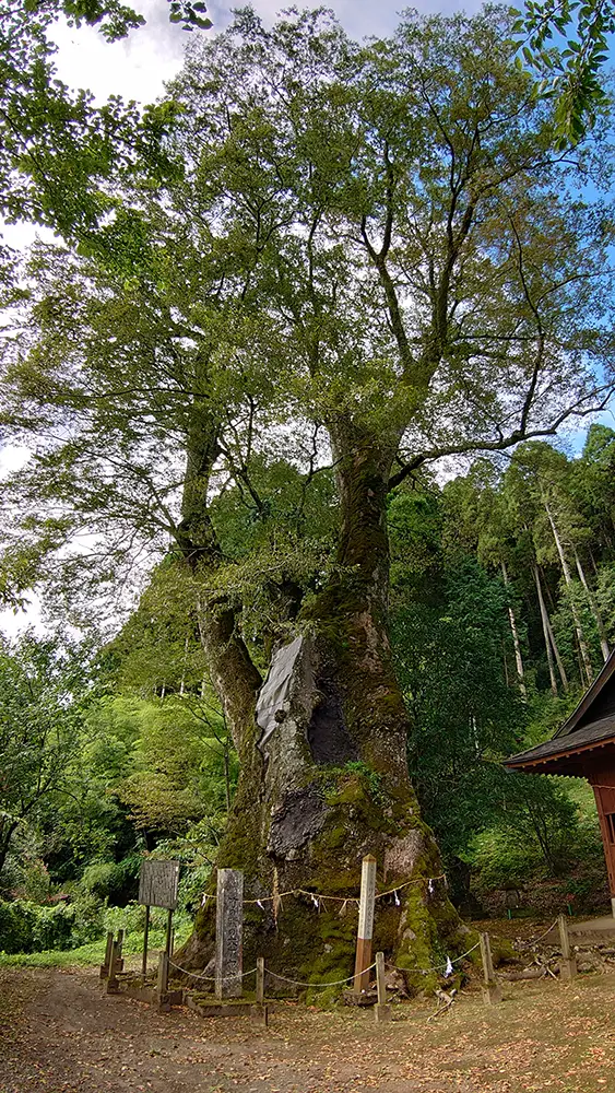 竹の熊の大ケヤキ