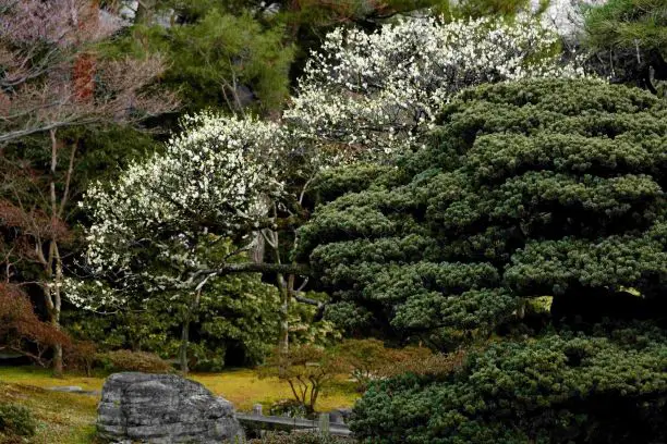 巨樹めぐりツアーの写真