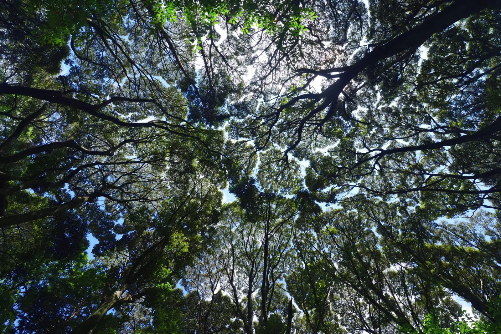 往馬大社と宝山寺の樹林めぐりの写真