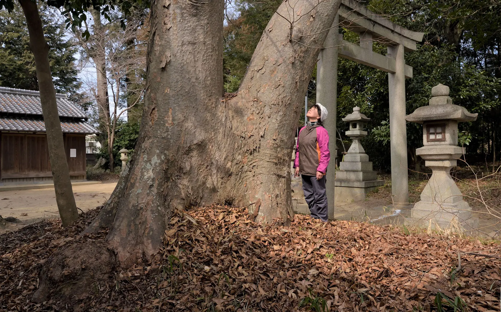 「旧伊勢街道（上ツ道）の巨樹巡り」の写真