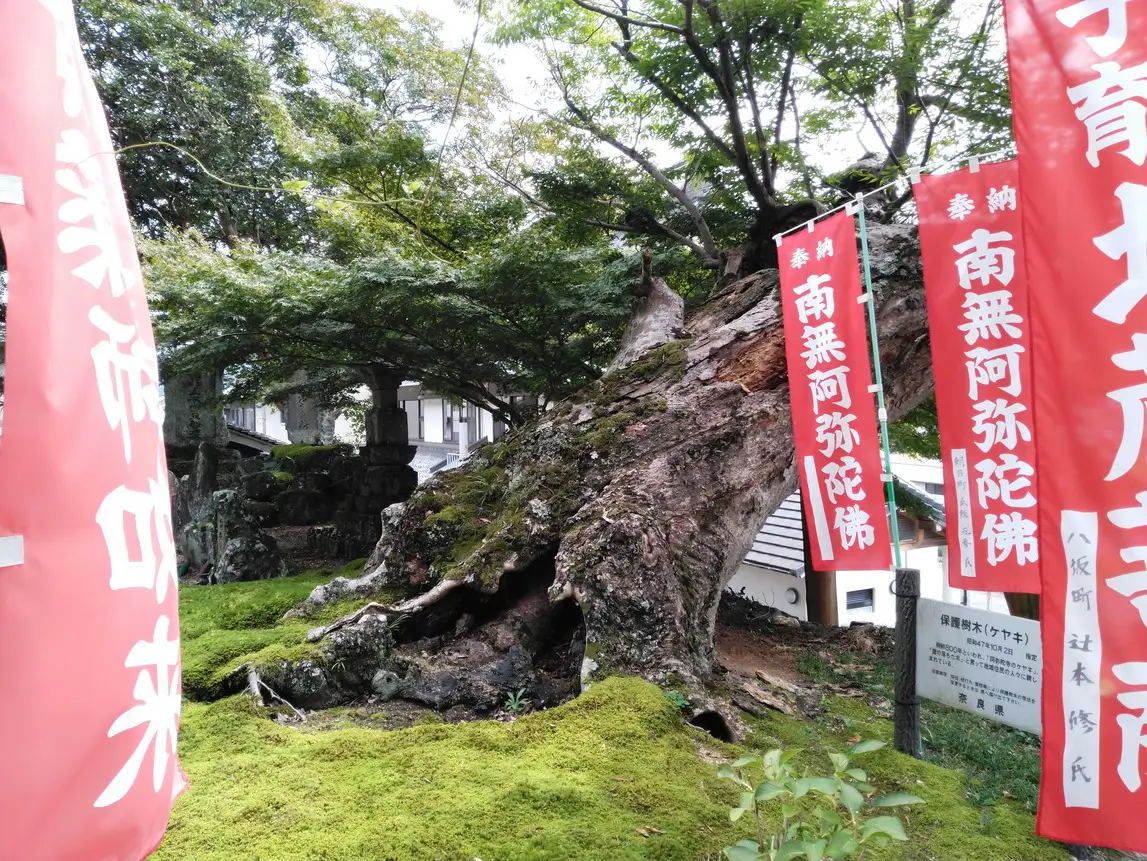 「旧伊勢街道（上ツ道）の巨樹巡り」の写真