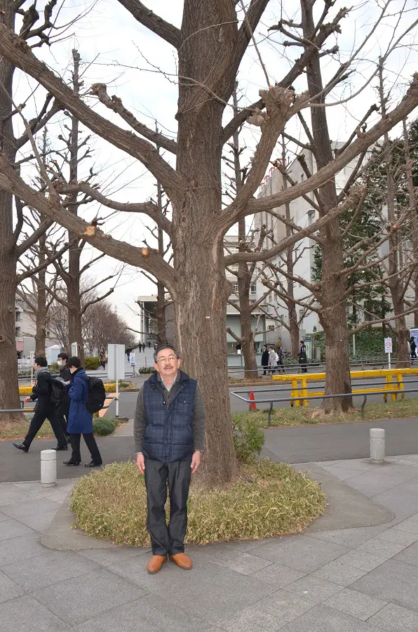 應義塾大学日吉キャンパスのイチョウ並木も剪定した