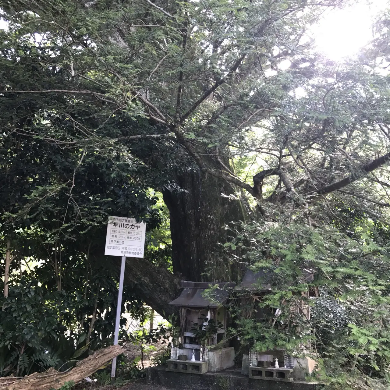早川のカヤ