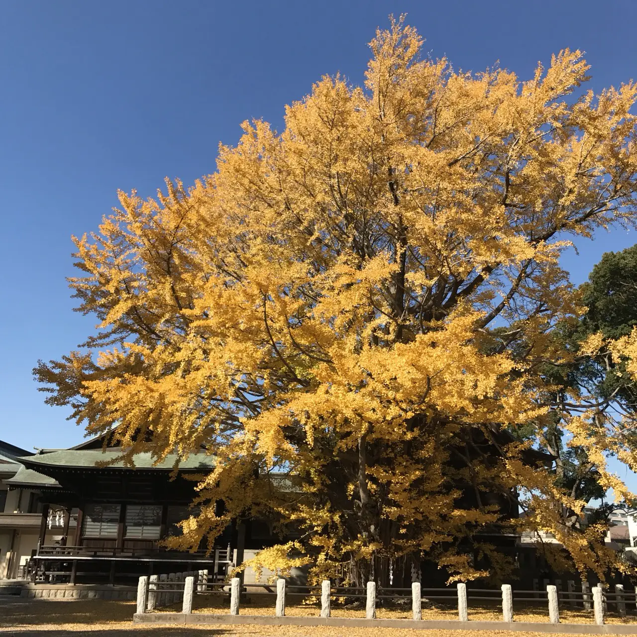 千葉県本八幡の「千本公孫樹」(ノブさん撮影)
