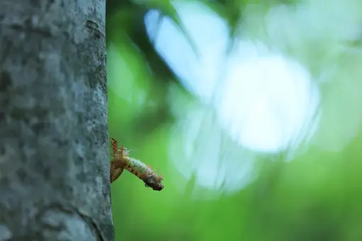 エゾハルゼミの誕生（八甲田）