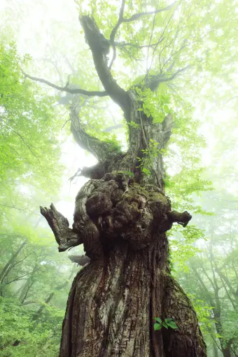 栗太郎（群馬県赤城山）