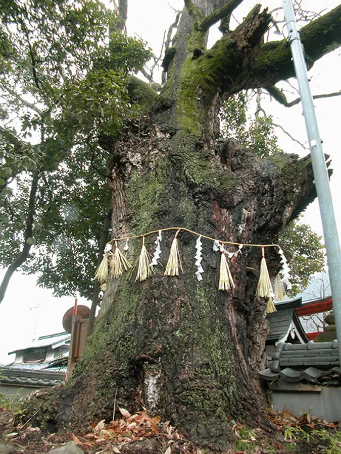アベマキの写真