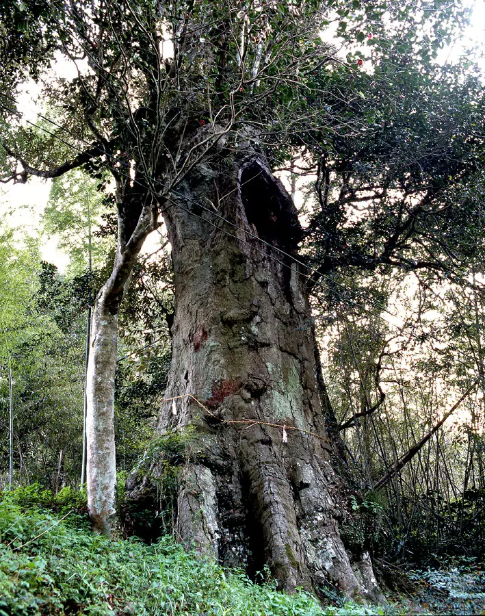 淡島のイチイガシの写真
