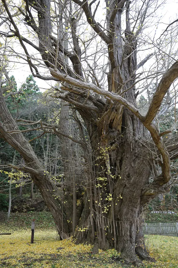宮田のイチョウの写真