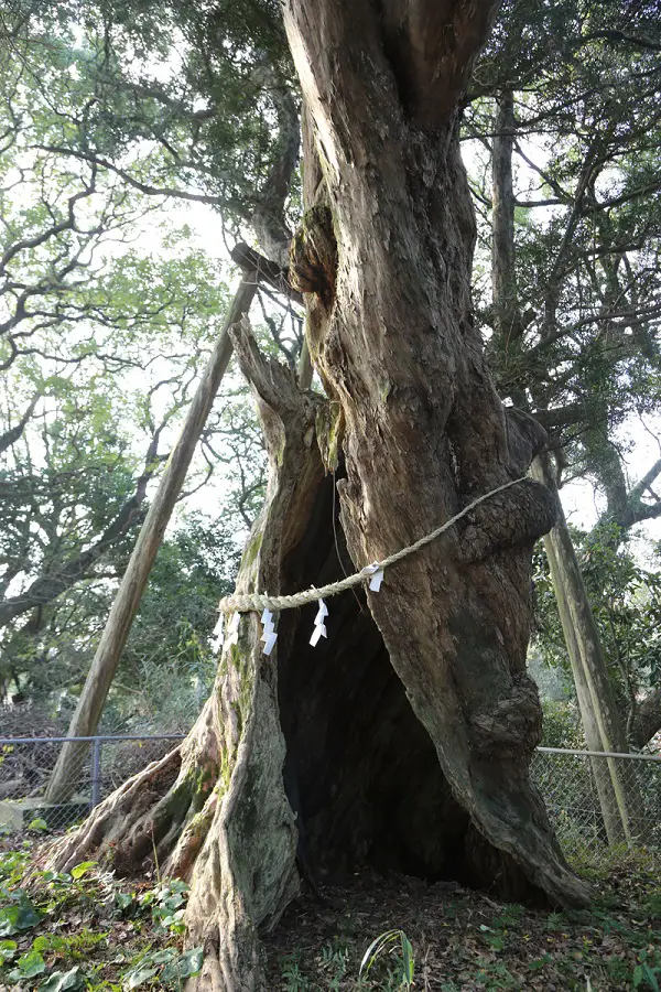 イヌマキの写真