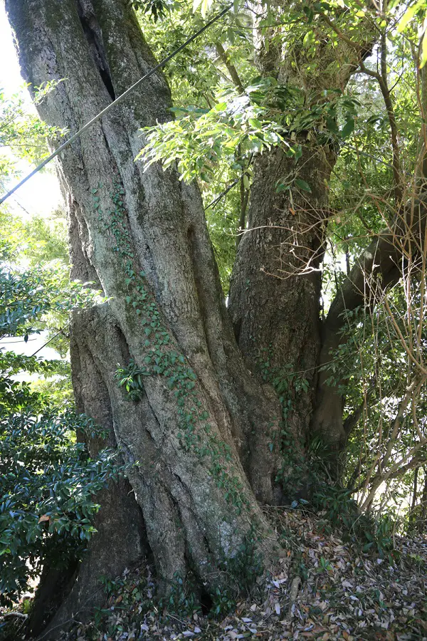 ウラジロガシの写真