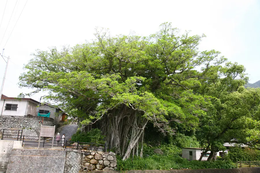中間のガジュマルの写真