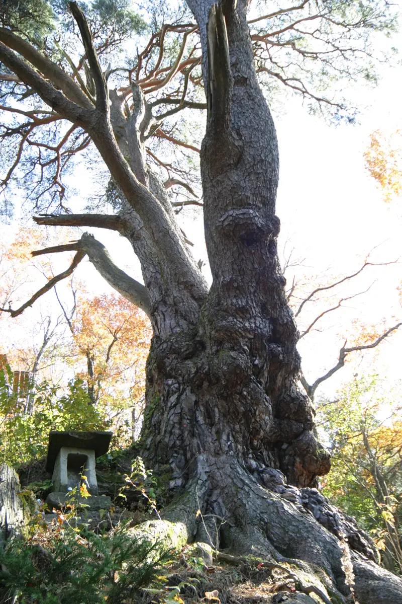 山神様の大松の写真
