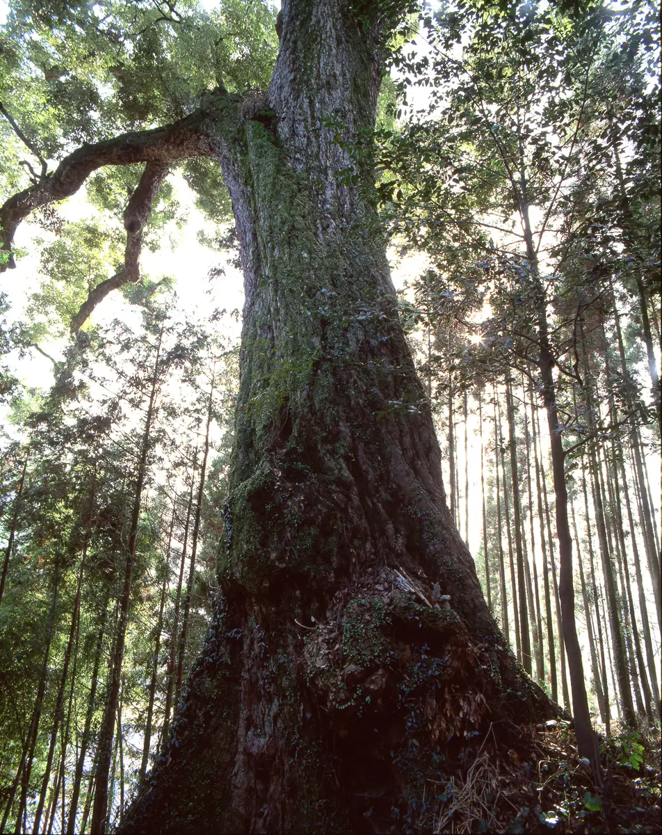 上十町のイチイガシの写真