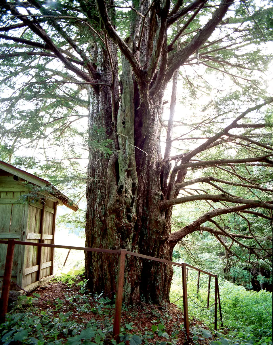 新井のイチイの写真