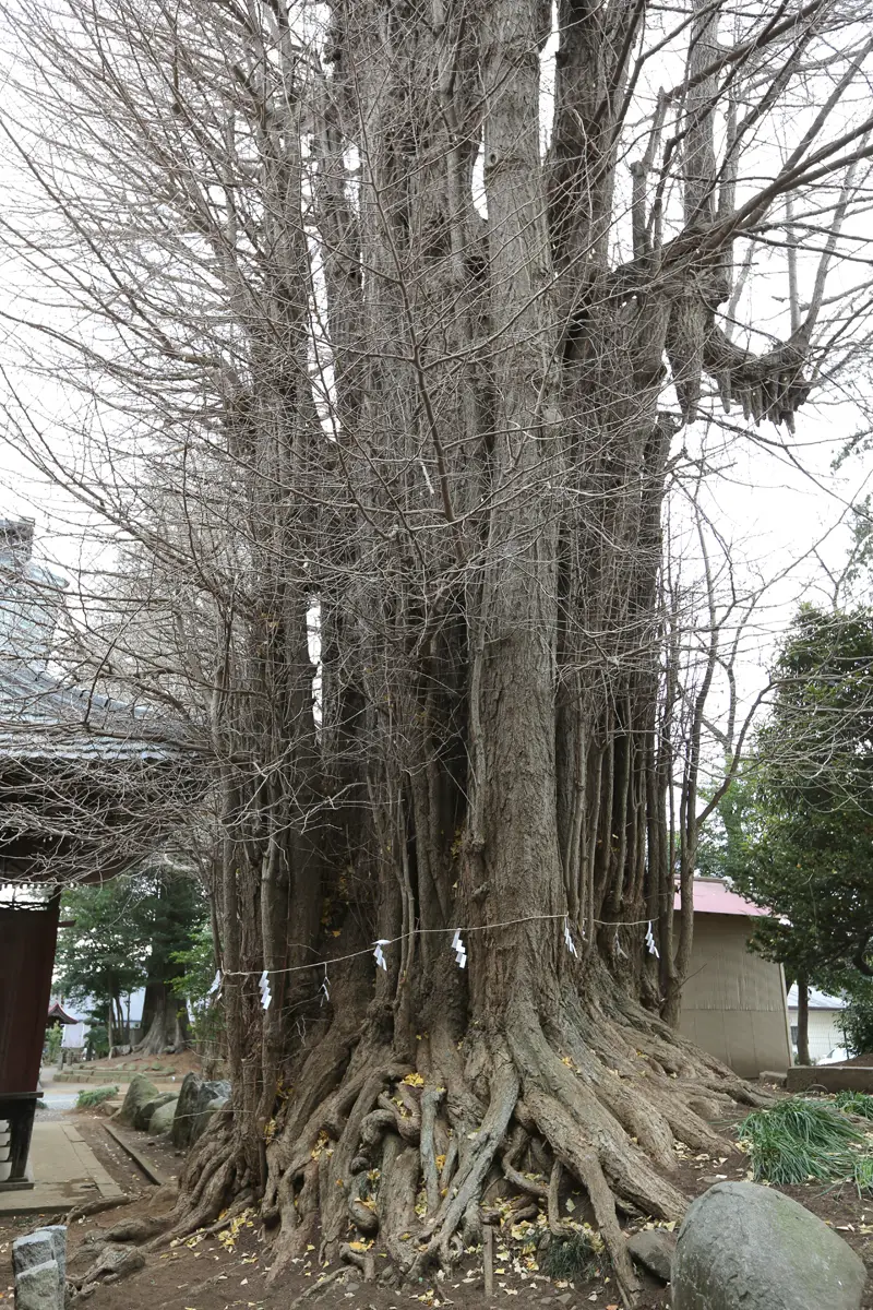 荻野神社のイチョウの写真