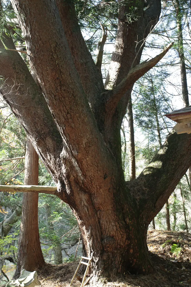 蛇王神社のアカマツの写真