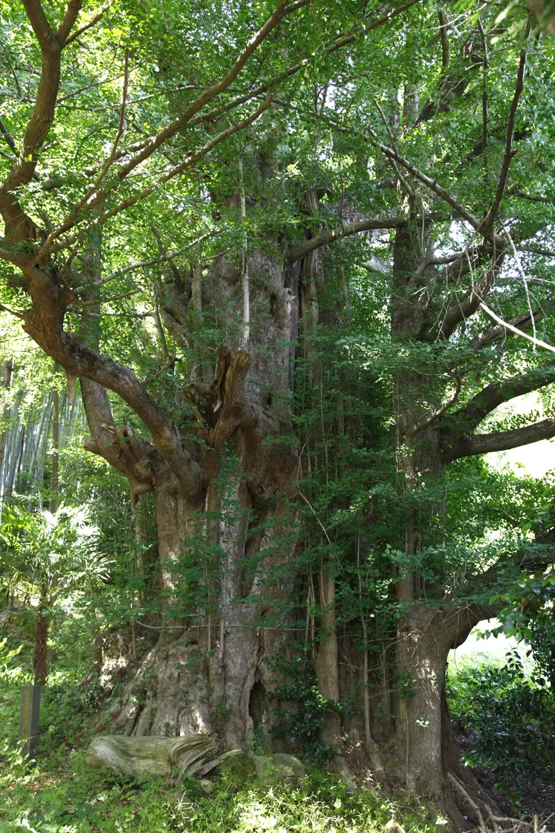 福城寺の大イチョウの写真