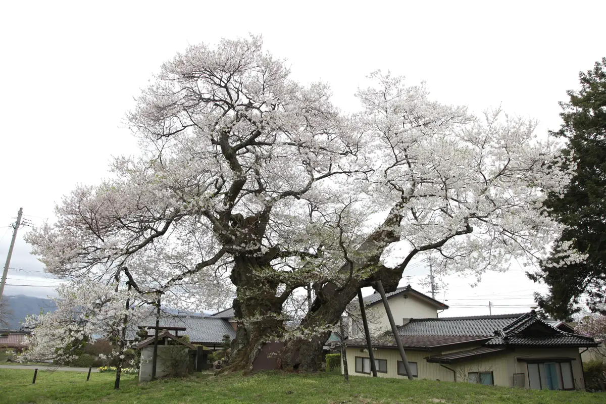 中曽根のエドヒガン（権現桜）の写真