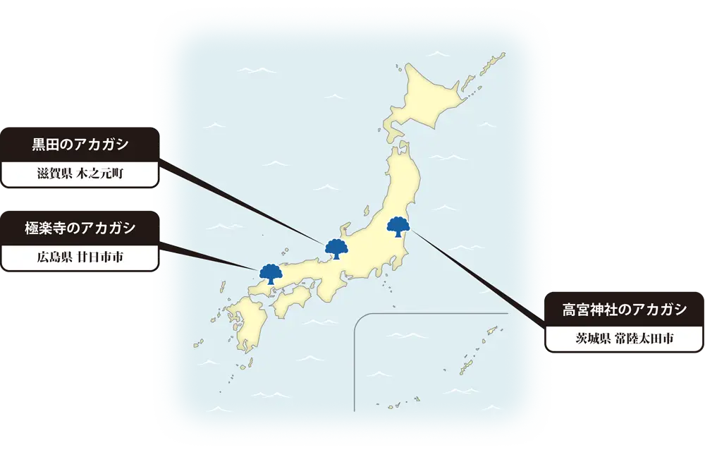 アカガシの地図