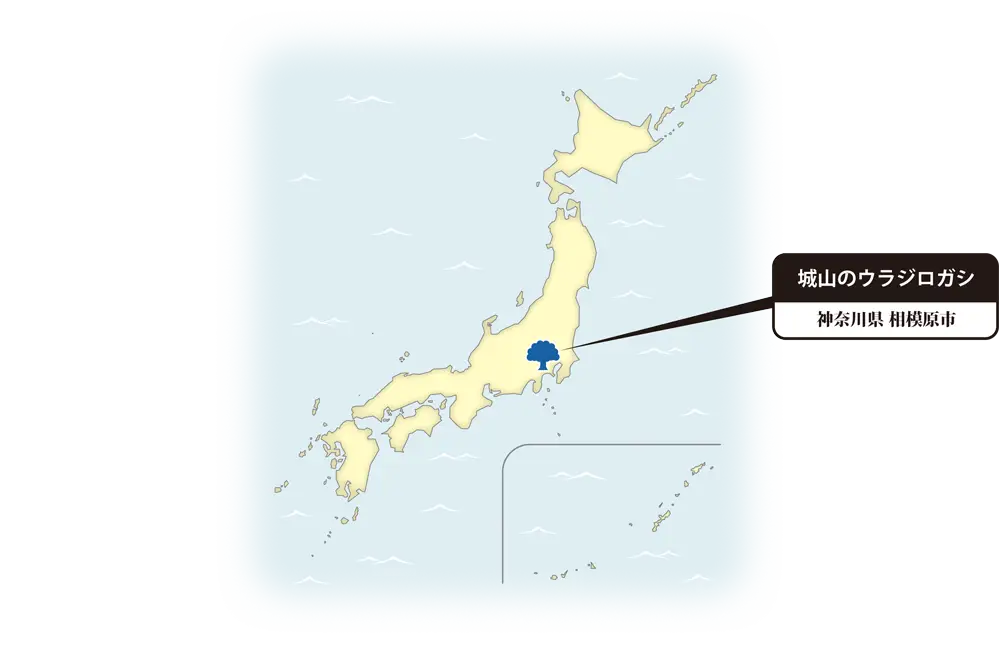 ウラジロガシの地図