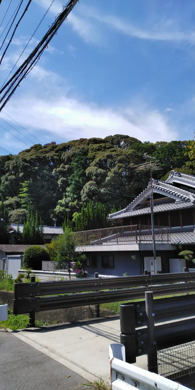 樹冠観察の写真