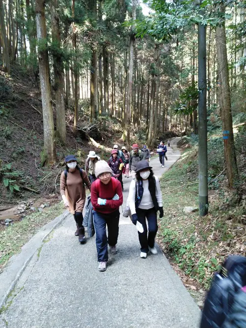 スギ、ヒノキ道の写真