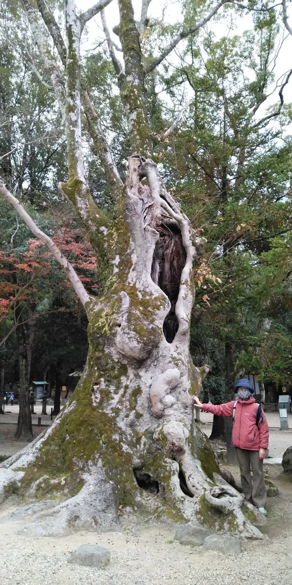 奈良公園内で最大木のケヤキを観察