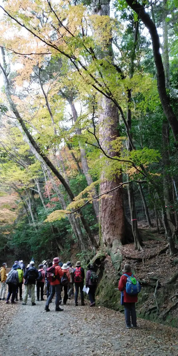 イロハモミジの紅葉のトンネル道