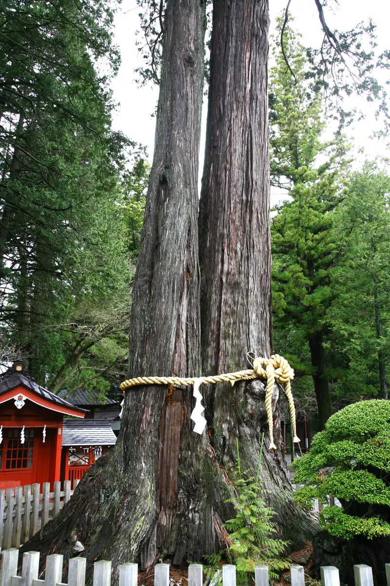 夫婦檜の写真