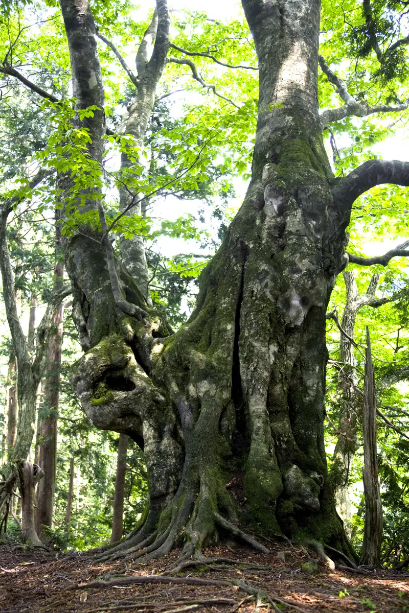 白岩岳のブナの写真